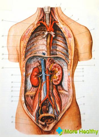 Анатомия человека на фото