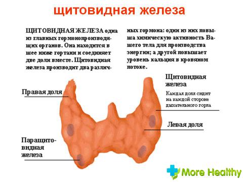 Щитовидная железа 1 степени