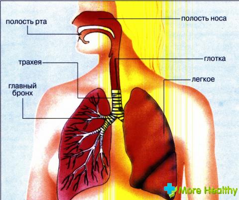 Фото 6 - Название органов дыхательной системы