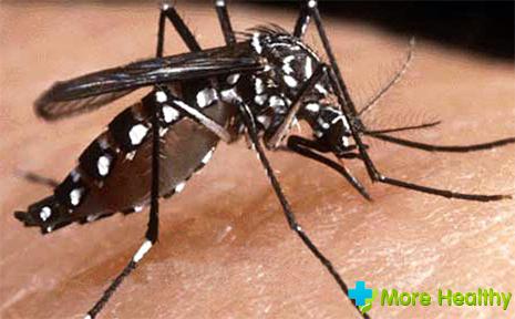 тропическая лихорадка денге
